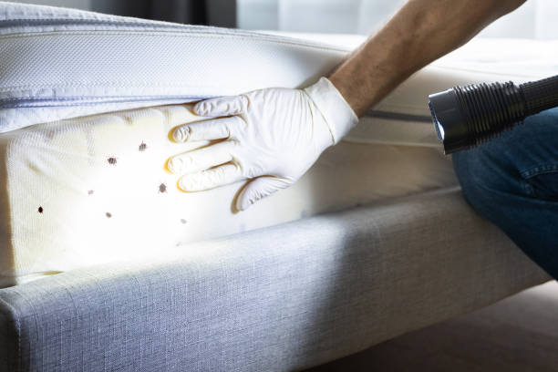 Best Rat Extermination Near Me  in Carrollton, VA