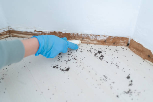Reliable Carrollton, VA Pest Control Solutions